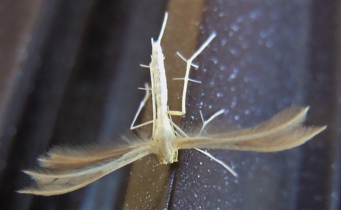 Pterophorus pentadactyla?