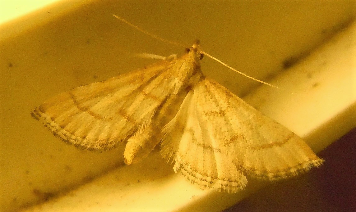 Anania crocealis? No, Metasia sp., Crambidae