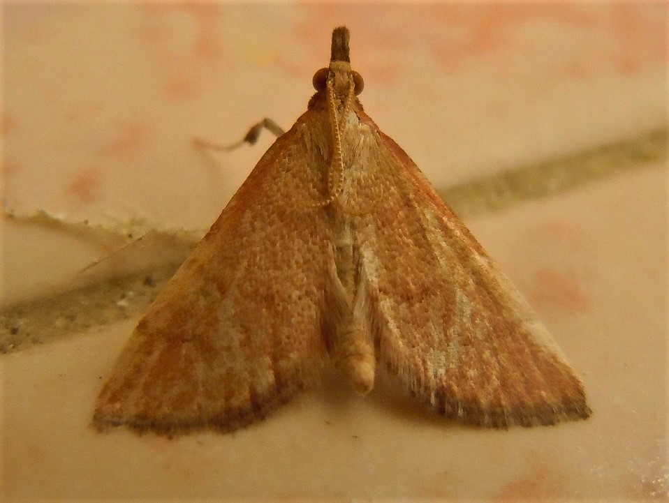 Tutte Anania testacealis? Metasia sp., Crambidae