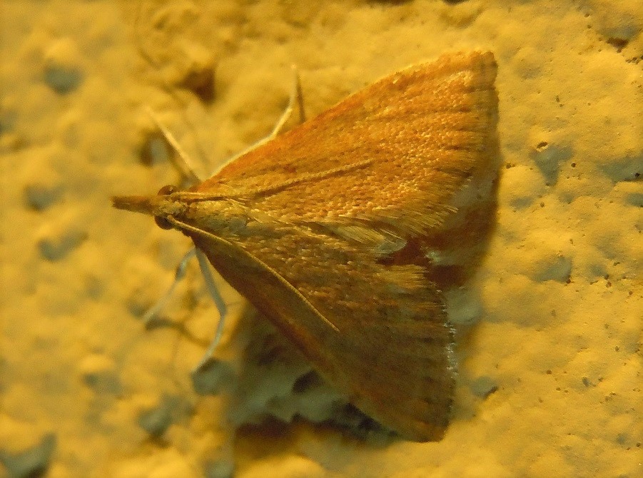 Tutte Anania testacealis? Metasia sp., Crambidae