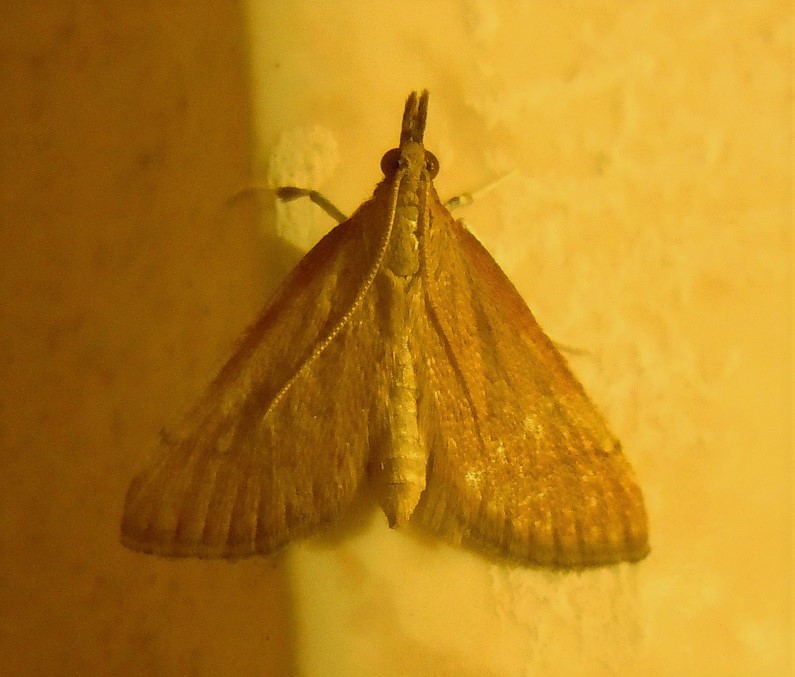 Tutte Anania testacealis? Metasia sp., Crambidae