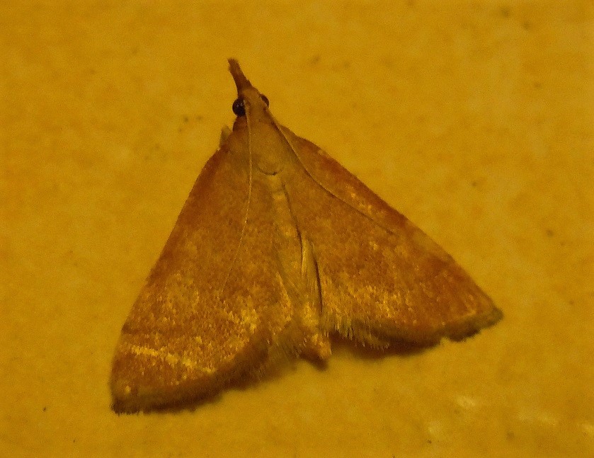 Tutte Anania testacealis? Metasia sp., Crambidae