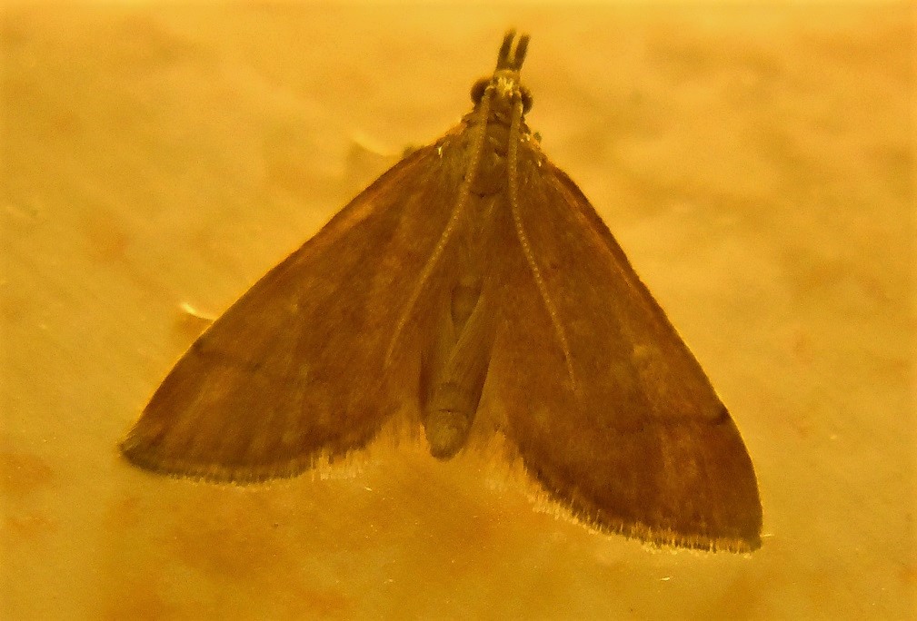 Tutte Anania testacealis? Metasia sp., Crambidae