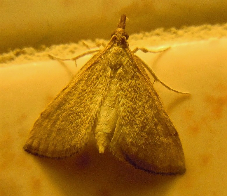 Tutte Anania testacealis? Metasia sp., Crambidae