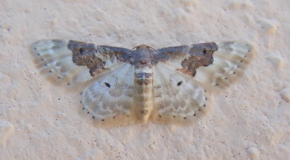 Idaea rusticata