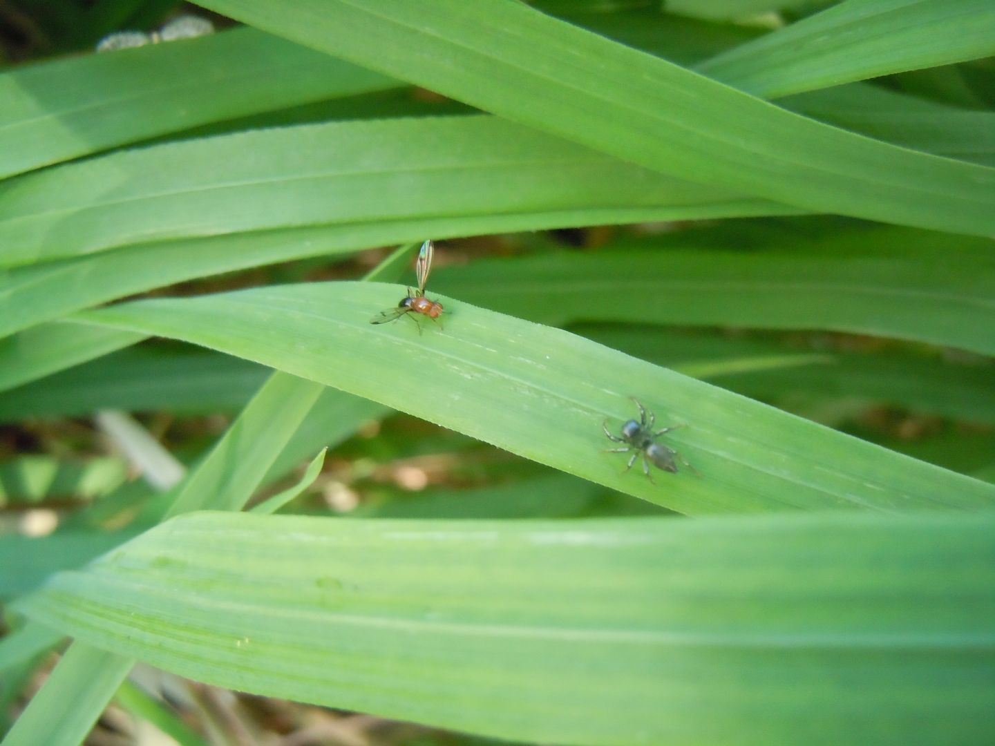 Opomyzidae: Geomyza?  Geomyza sp opp. Opomyza florum