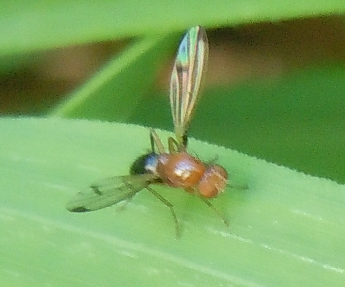 Opomyzidae: Geomyza?  Geomyza sp opp. Opomyza florum