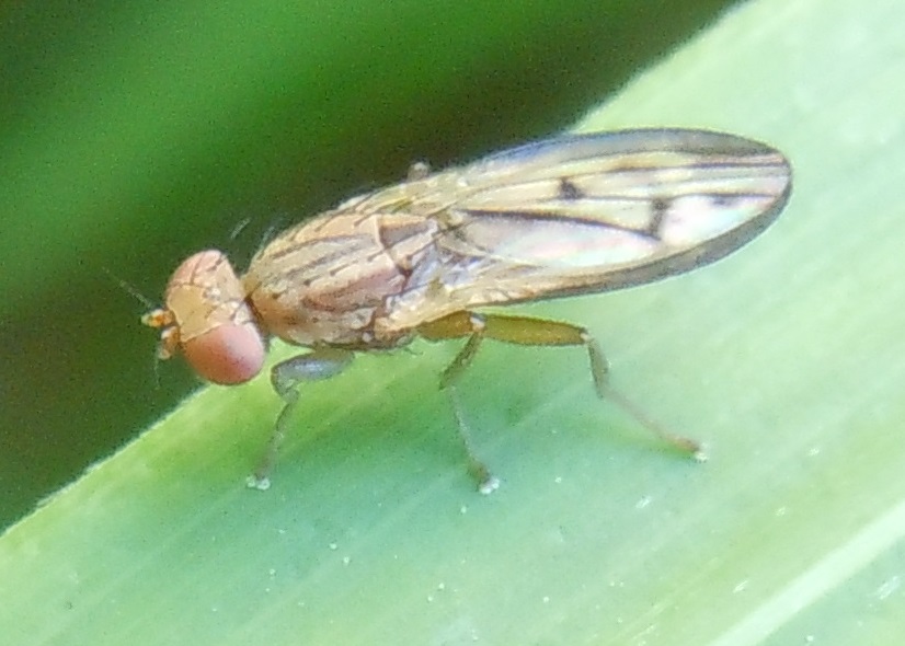 Opomyza?  S,  O.germinationis opp. O. petrei (Opomyzidae)