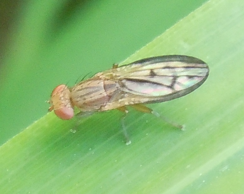 Opomyza?  S,  O.germinationis opp. O. petrei (Opomyzidae)