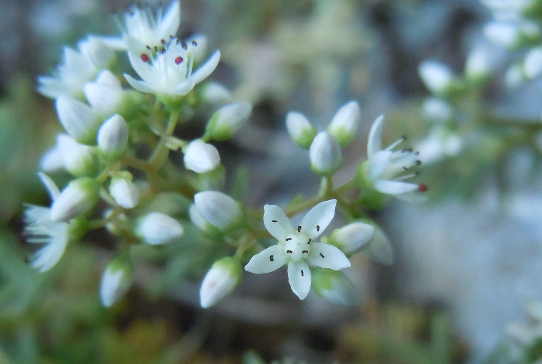 Sedum album