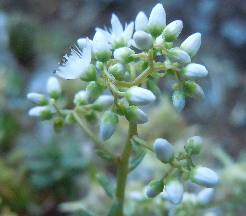 Sedum album