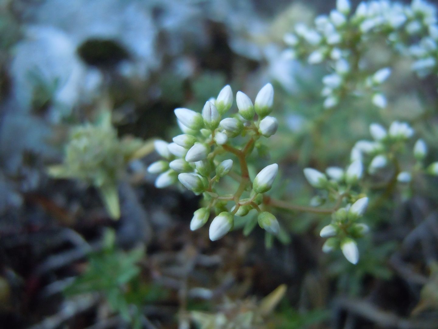 Sedum album