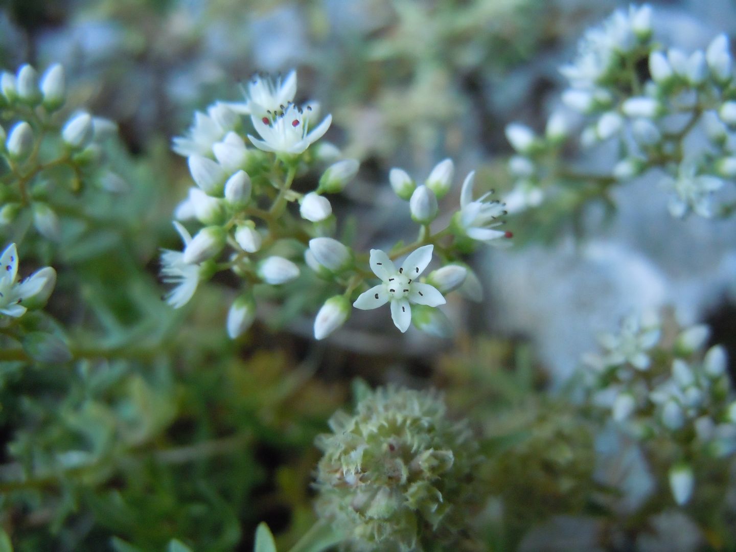 Sedum album