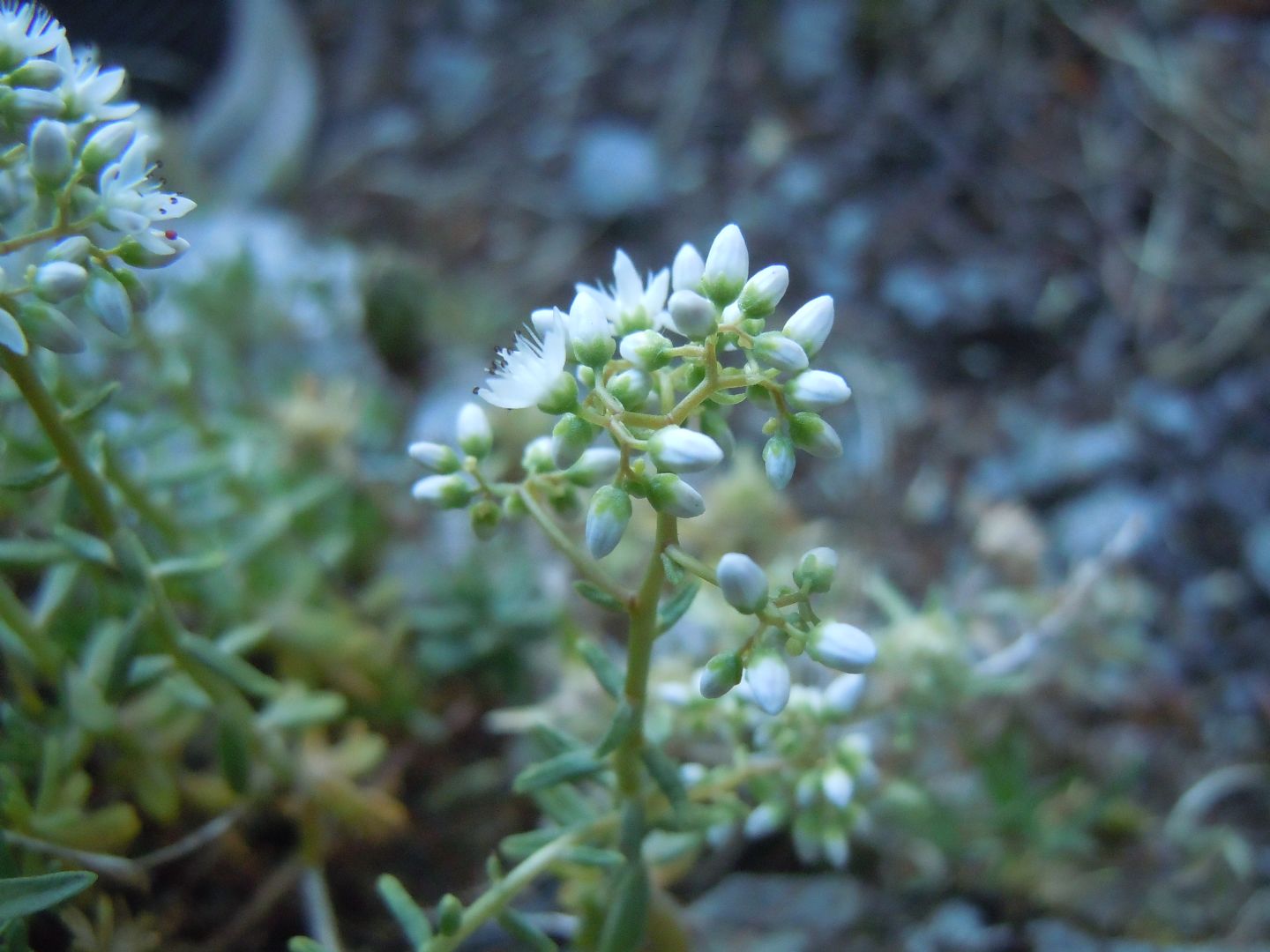 Sedum album