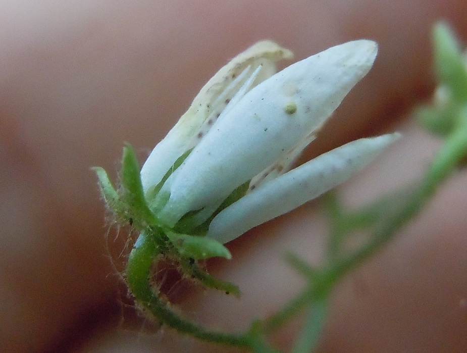 Pianta dal Faito - Saxifraga rotundifolia