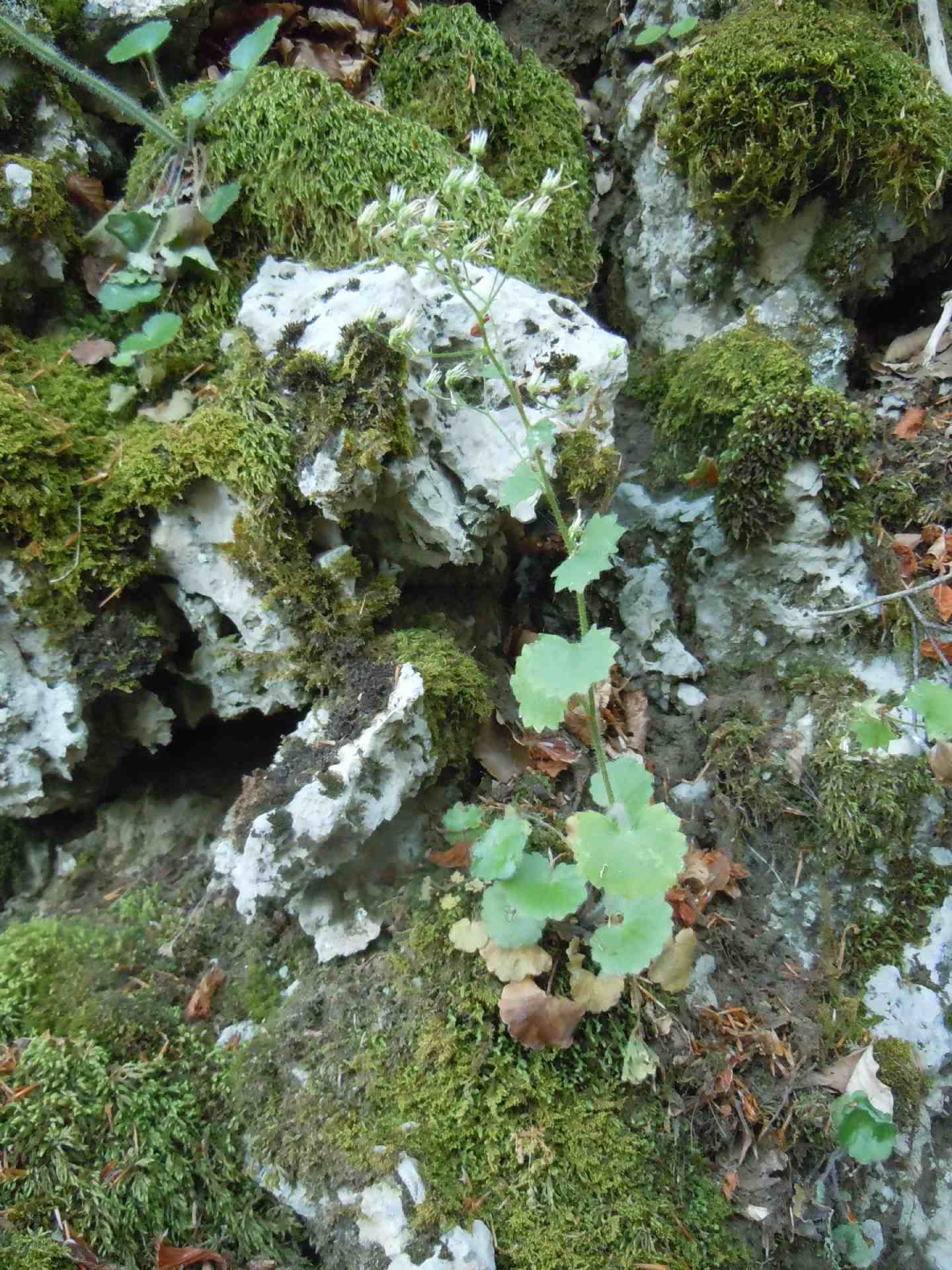 Pianta dal Faito - Saxifraga rotundifolia