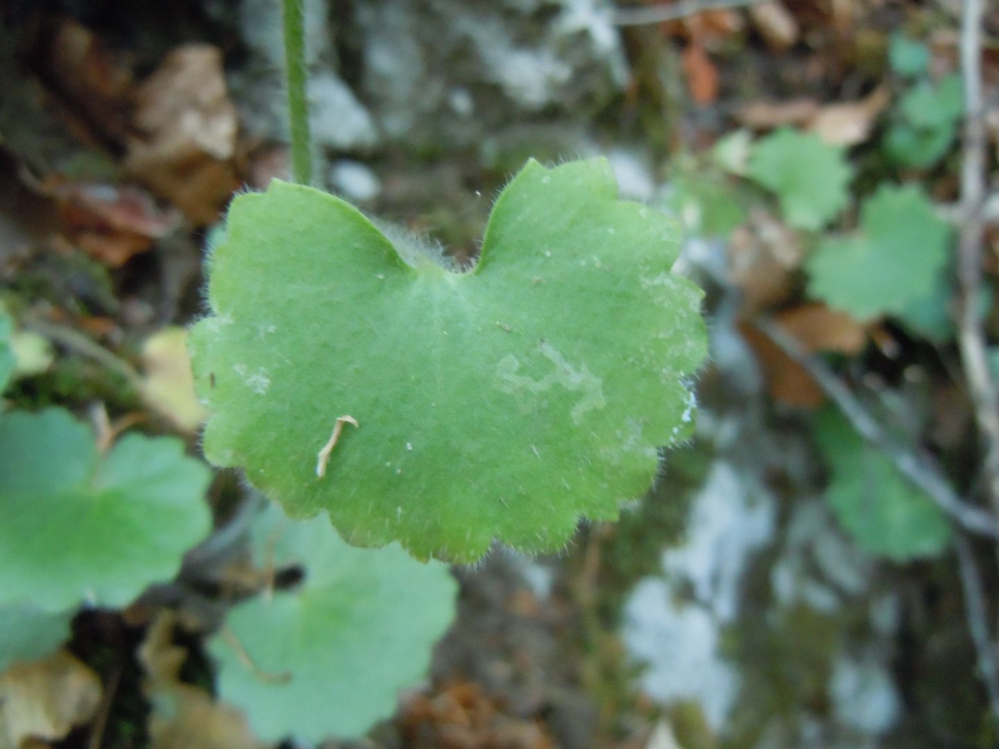 Pianta dal Faito - Saxifraga rotundifolia