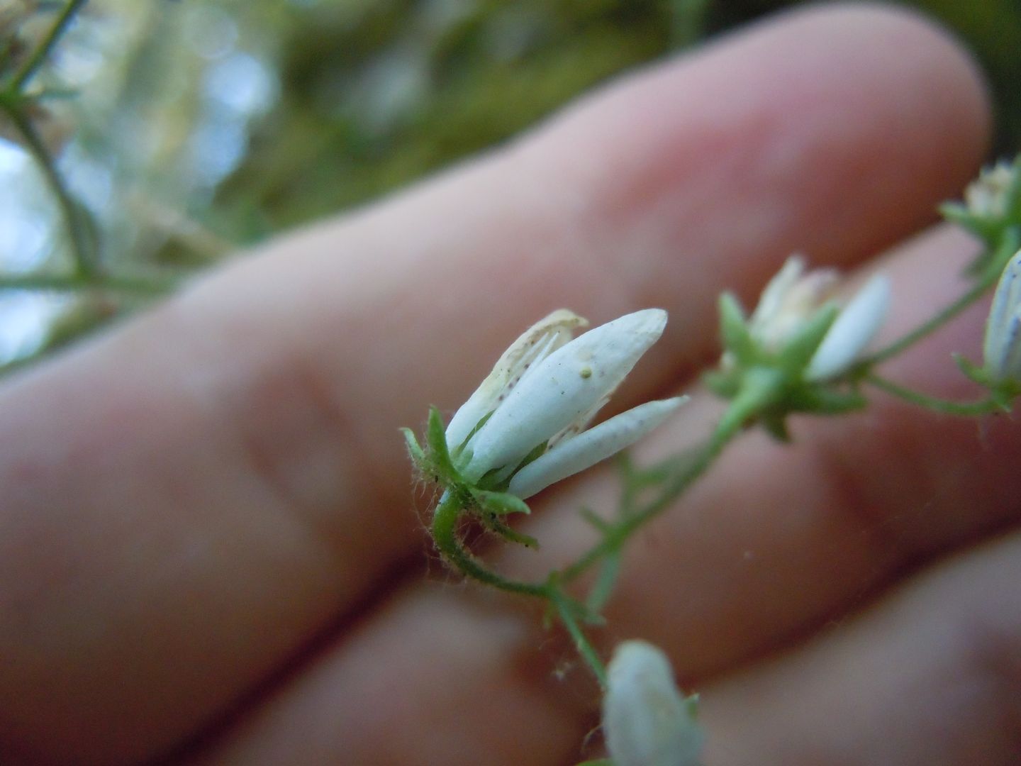 Pianta dal Faito - Saxifraga rotundifolia