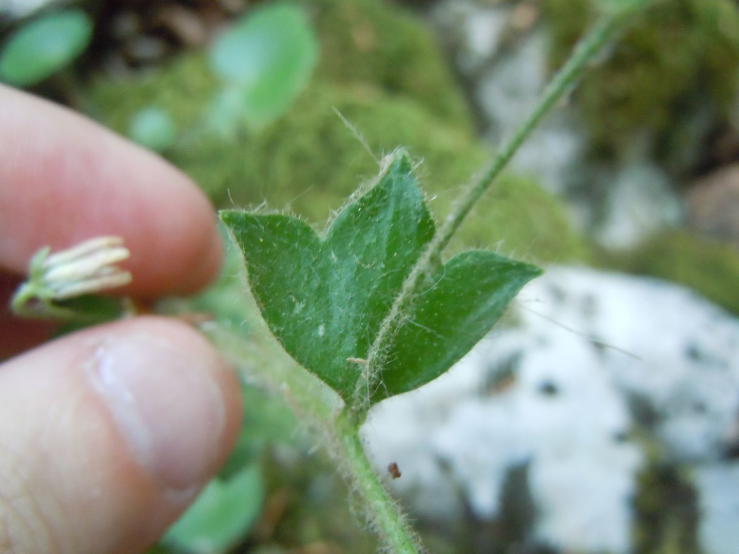 Pianta dal Faito - Saxifraga rotundifolia