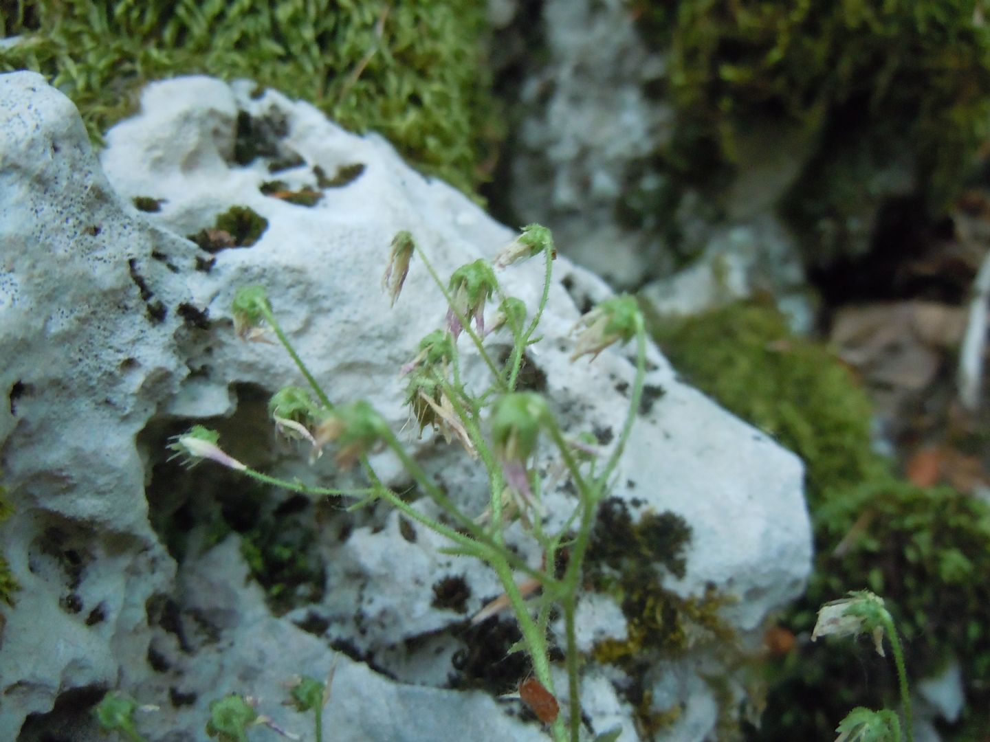 Pianta dal Faito - Saxifraga rotundifolia