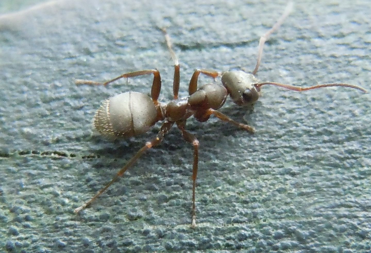 Formica cfr. cunicularia