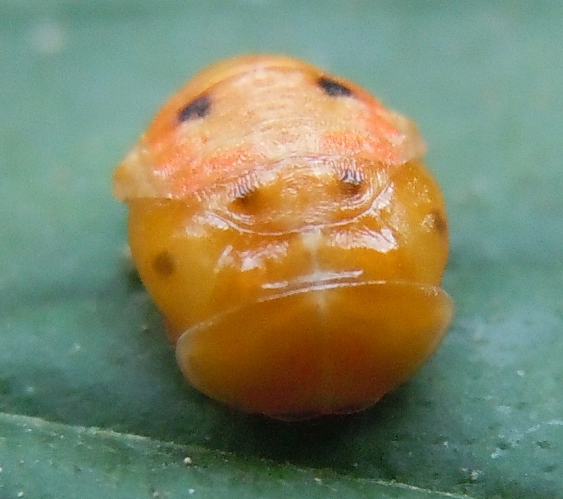 Pupa di Coccinelidae: cfr. Harmonia axyridis