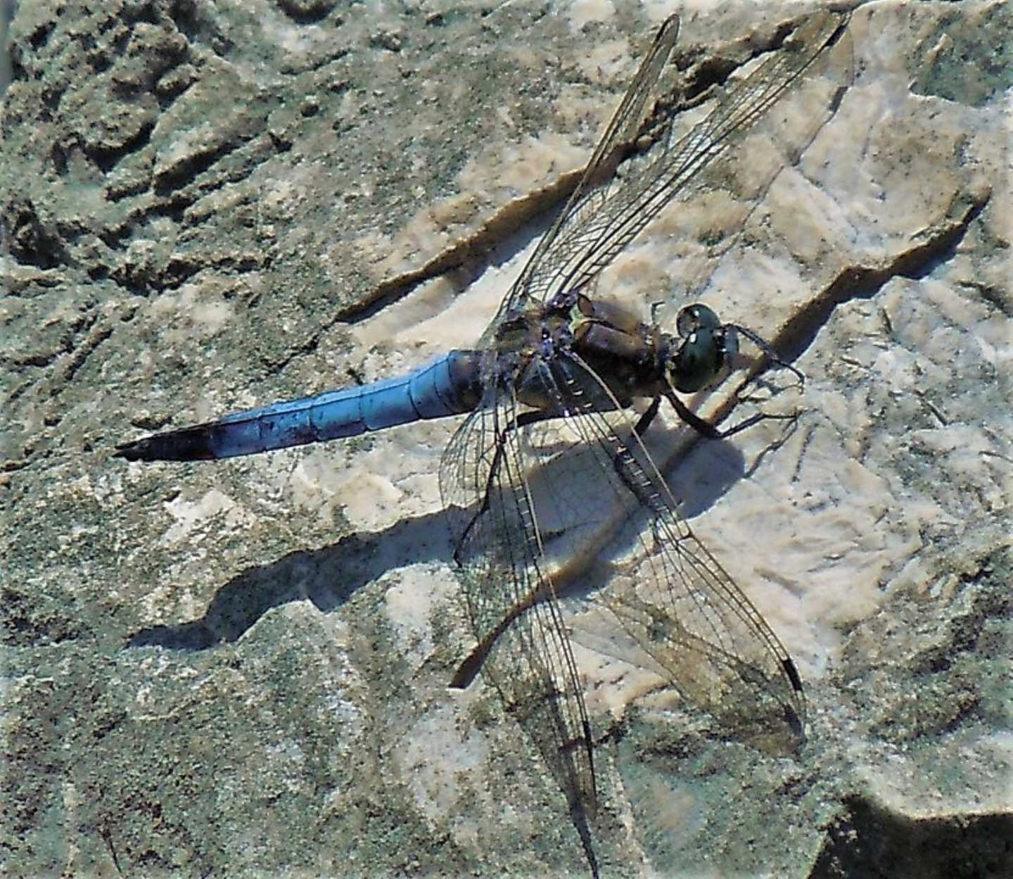 Orthetrum cancellatum