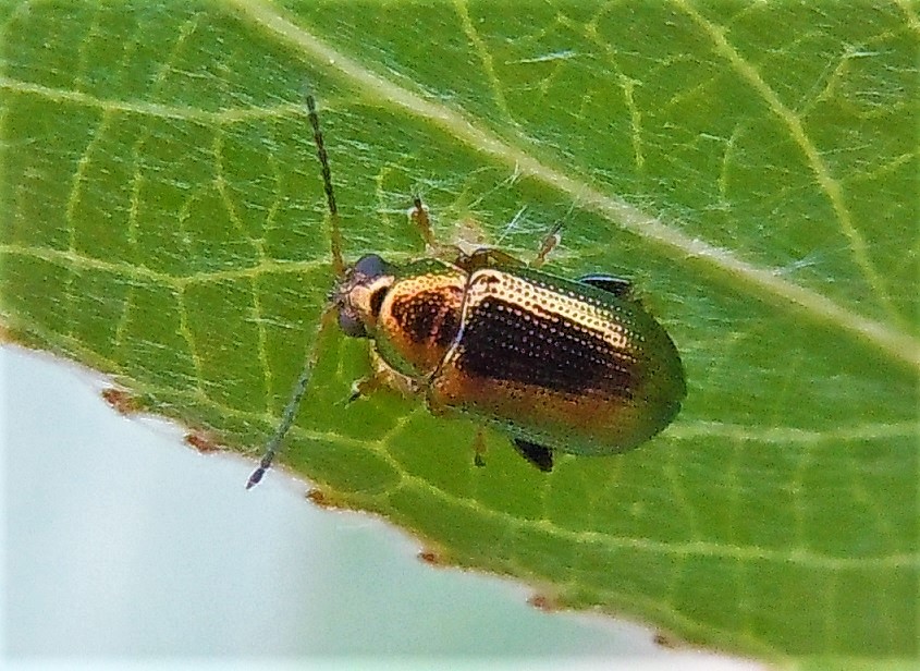Chrysomelidae: Crepidodera aurata? No, Crepidodera plutus (cfr.)