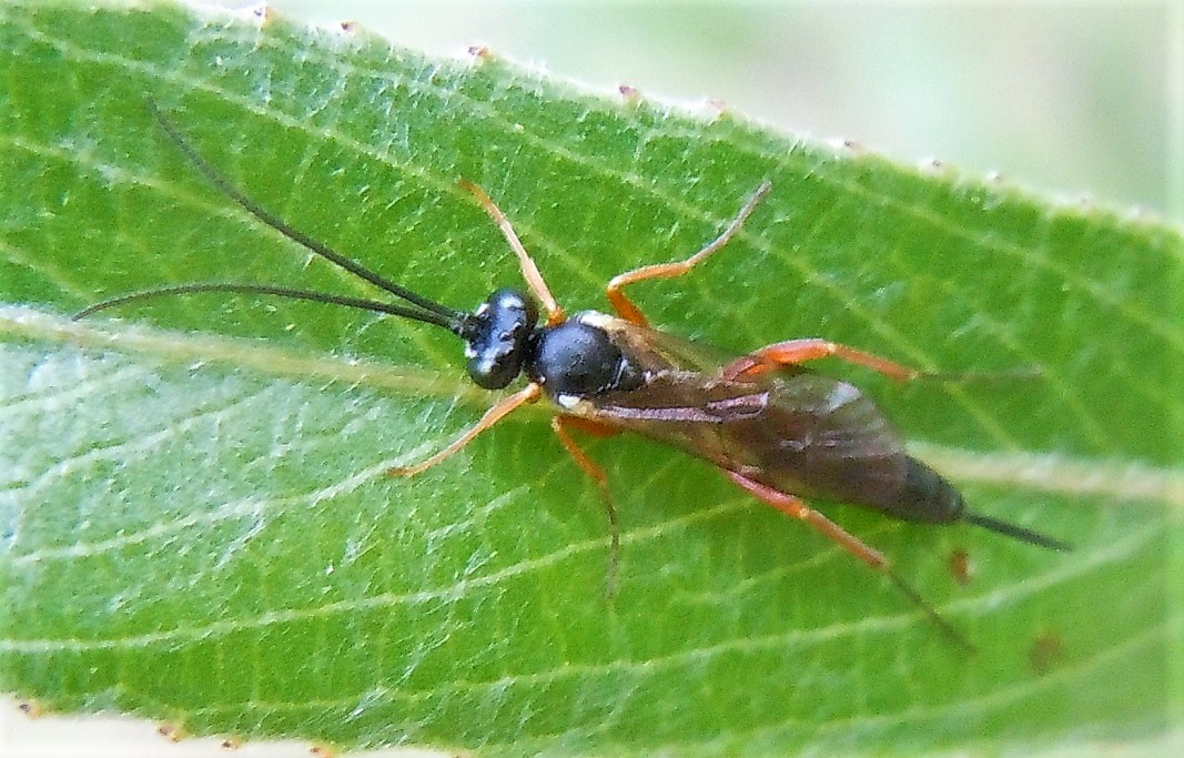 Ichneumonidae da id.