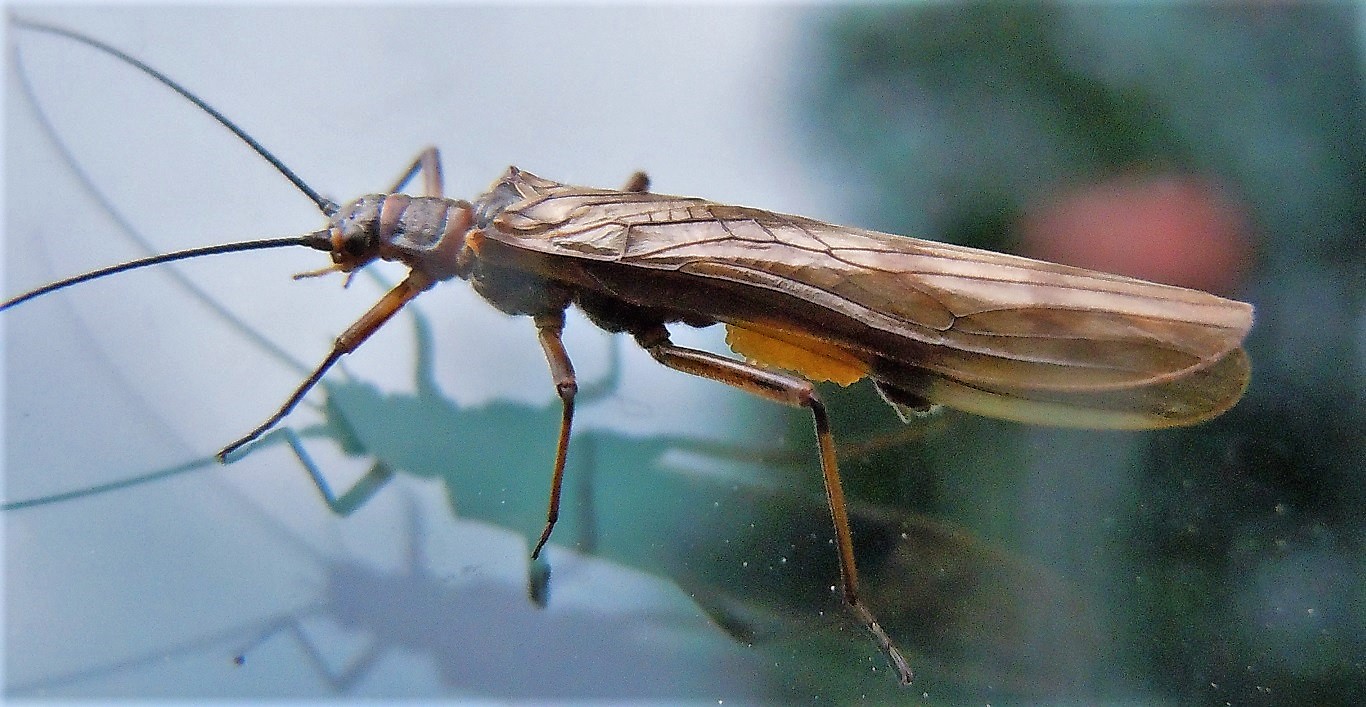 Il mio primo Plecottero:  Taeniopterygidae: cfr. Brachyptera sp.