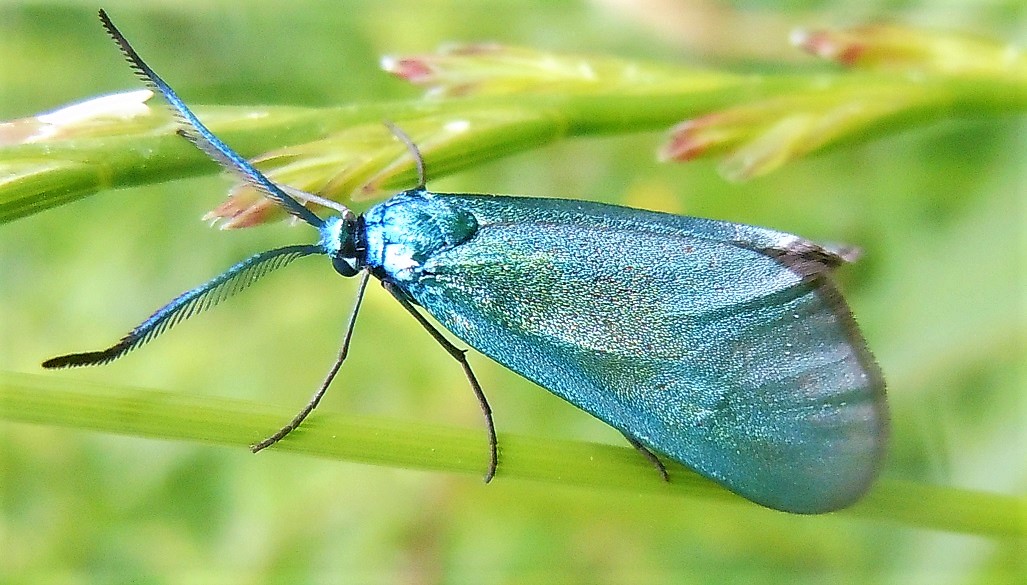 Zygaenidae: Adscita sp.? No, Jordanita sp.