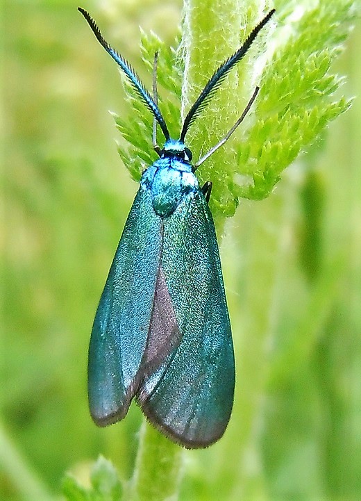 Zygaenidae: Adscita sp.? No, Jordanita sp.