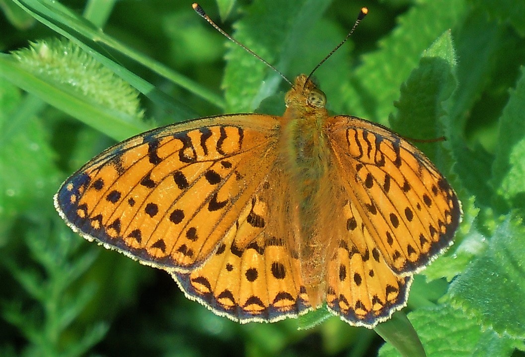 Argynnis aglaja?  S !