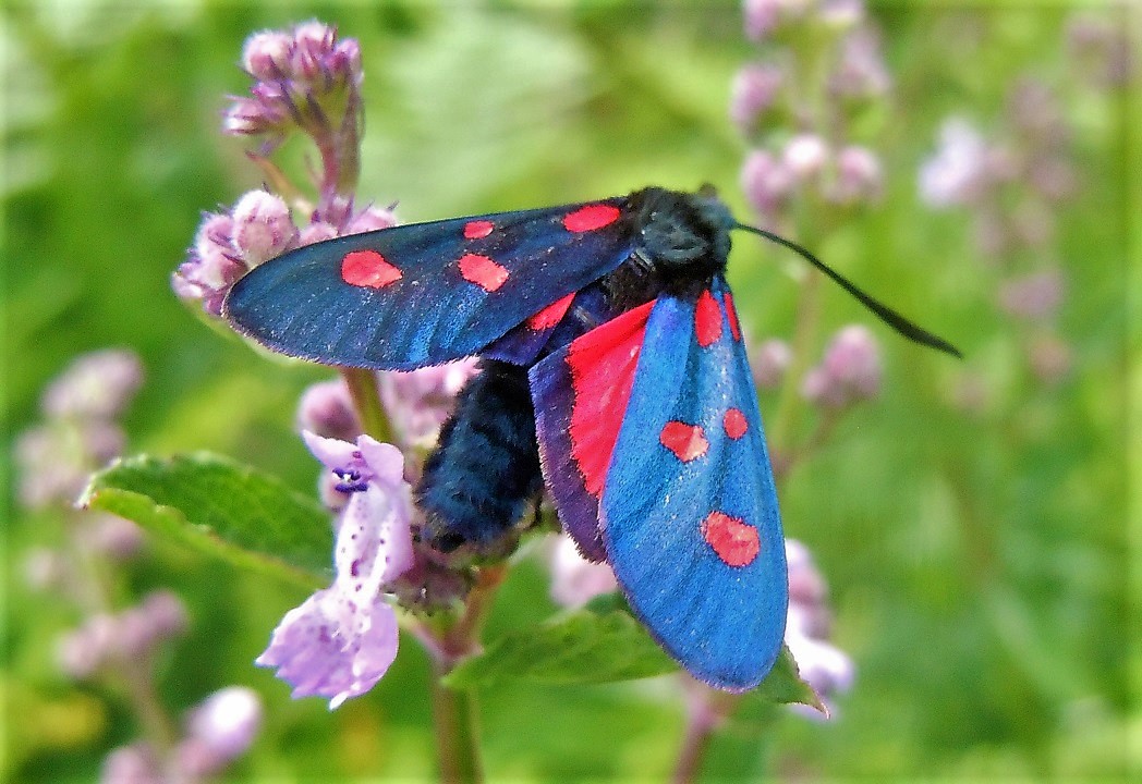 Zygaena lonicerae?  S !