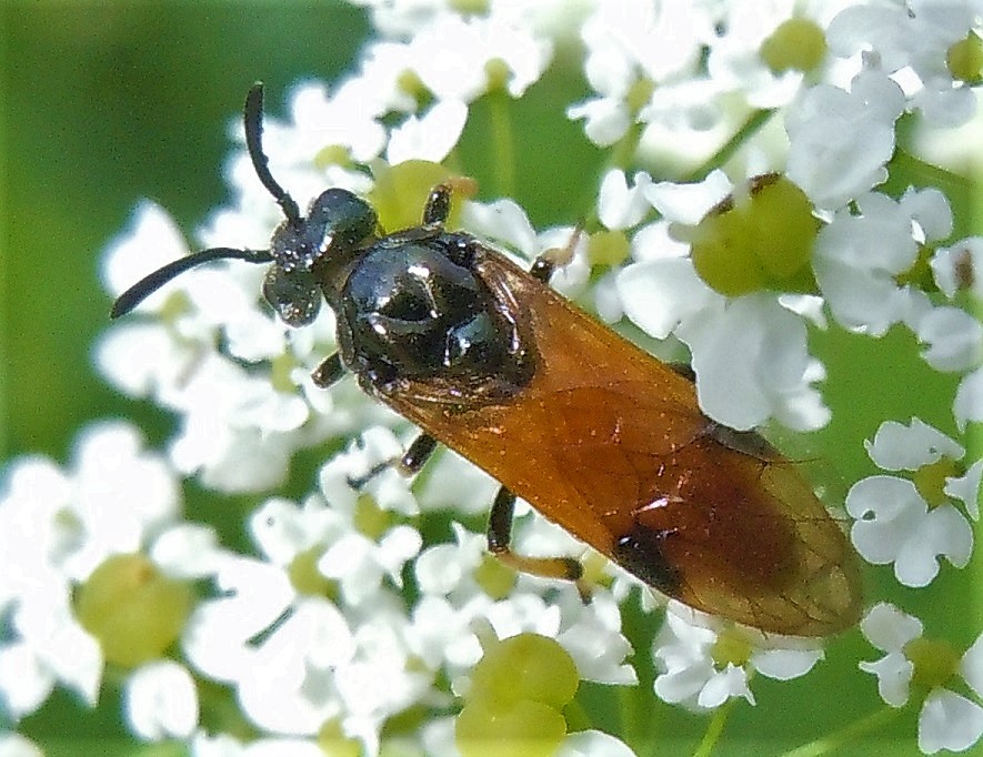 Argidae: Arge cyanocrocea? No, A. melanochroa