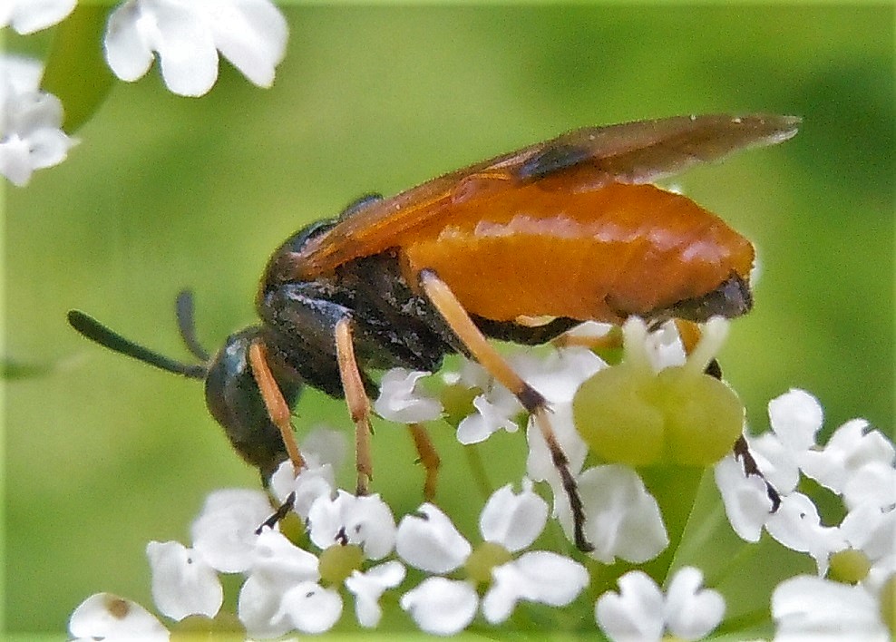 Argidae: Arge cyanocrocea? No, A. melanochroa