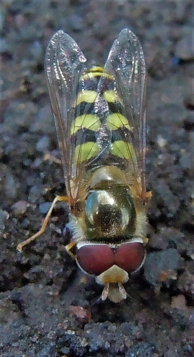 Syrphidae: Scaeva?  S, Scaeva cfr. dignota  e  cfr. Ulididae