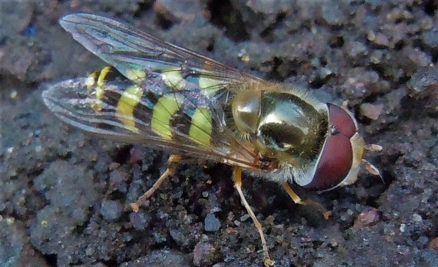 Syrphidae: Scaeva?  S, Scaeva cfr. dignota  e  cfr. Ulididae