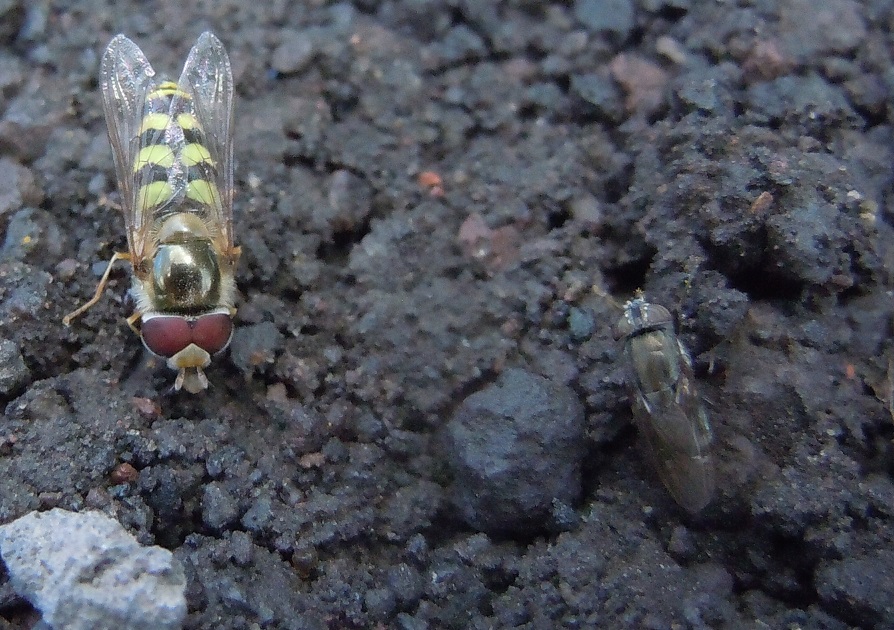 Syrphidae: Scaeva?  S, Scaeva cfr. dignota  e  cfr. Ulididae