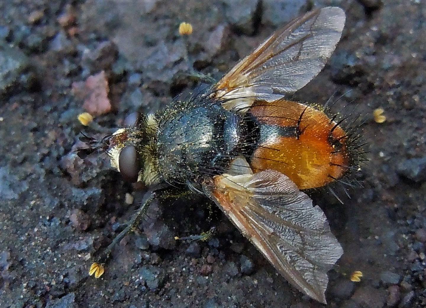 Tachinidae:  Nowickia sp.