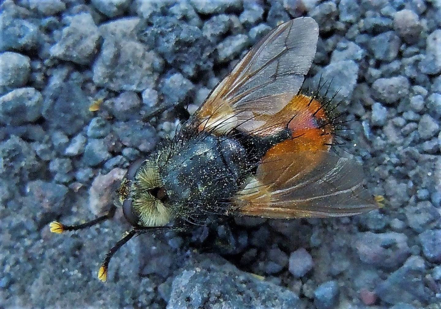 Tachinidae:  Nowickia sp.