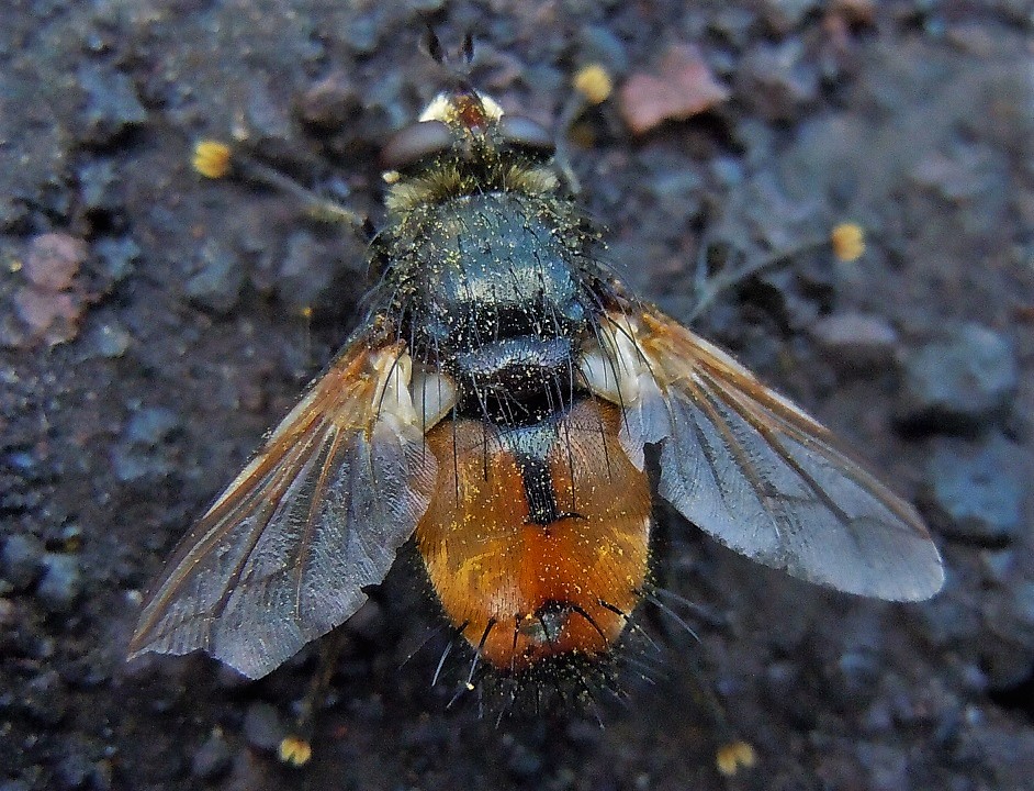 Tachinidae:  Nowickia sp.