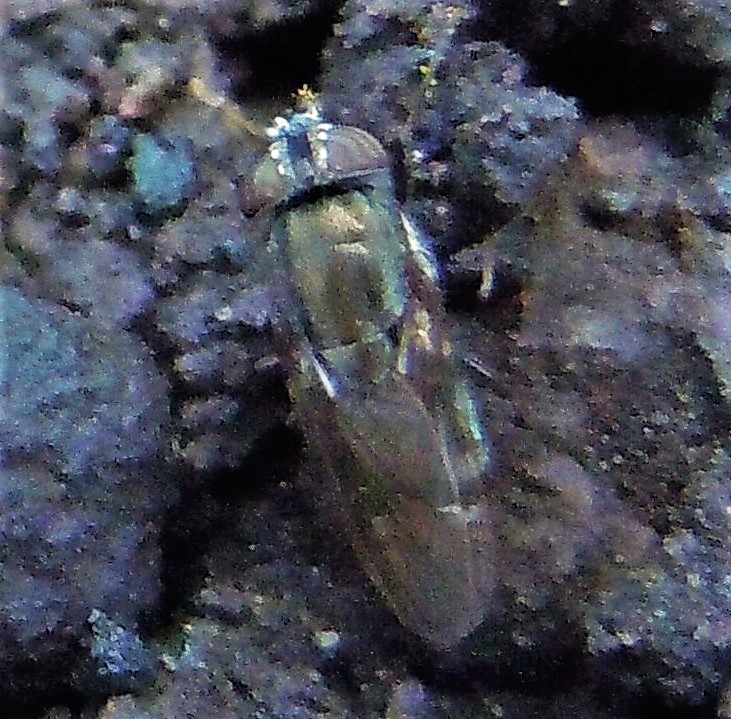 Syrphidae: Scaeva?  S, Scaeva cfr. dignota  e  cfr. Ulididae