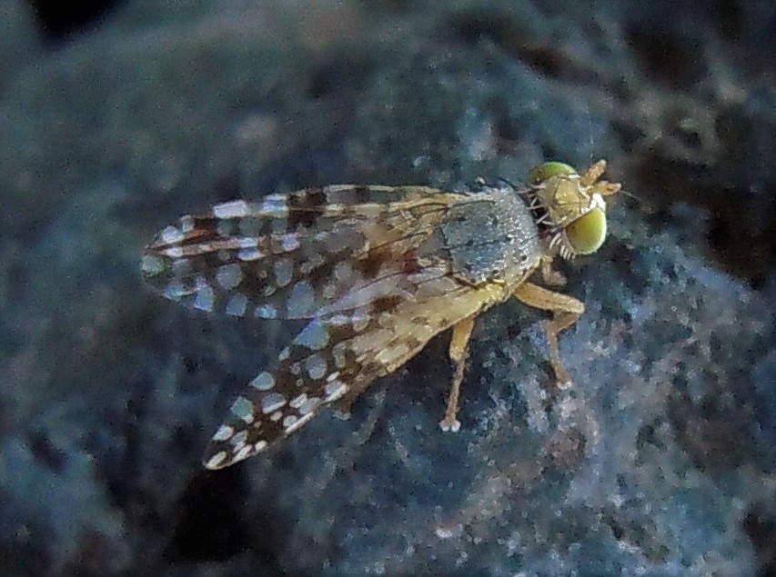 Tephritis nigricauda