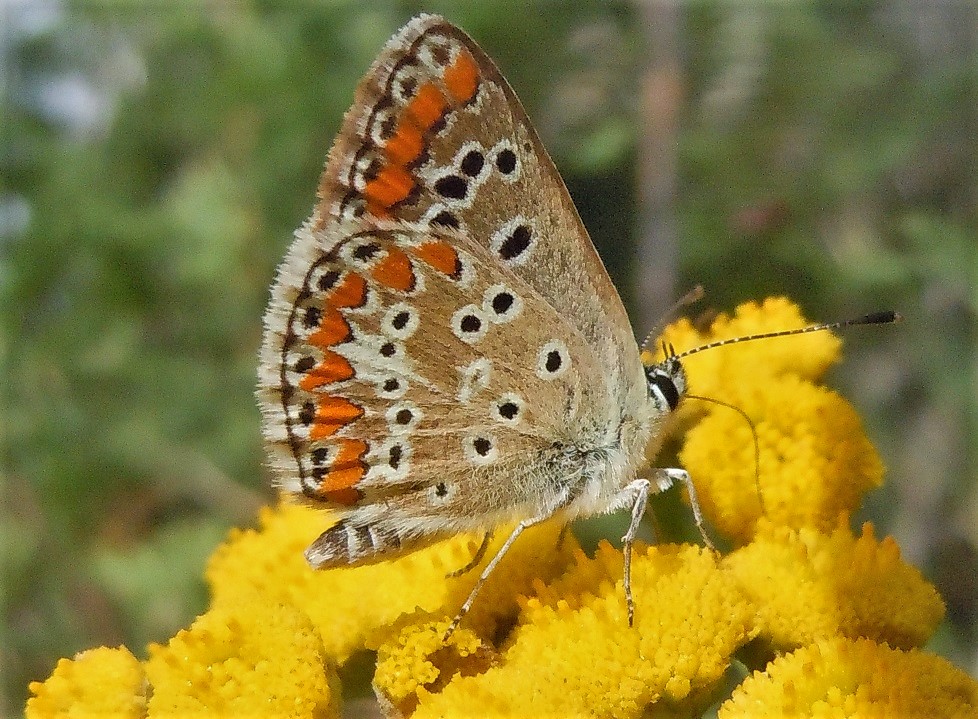 Licenide dall''Etna - Aricia agestis