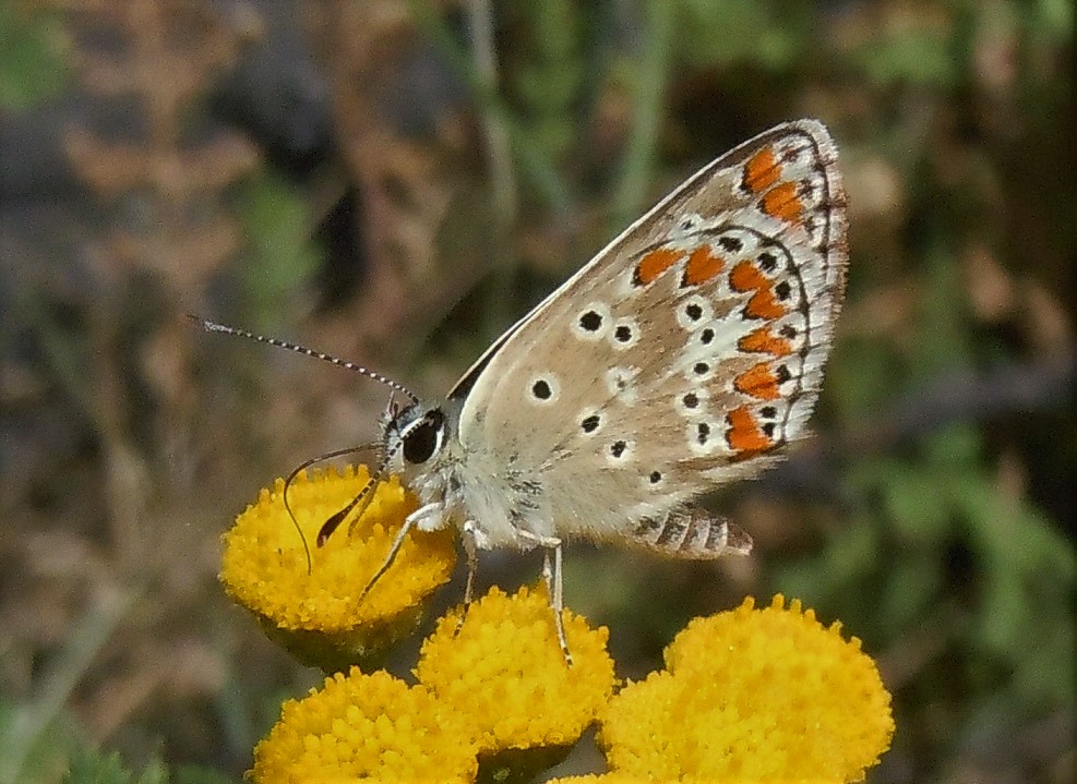 Licenide dall''Etna - Aricia agestis