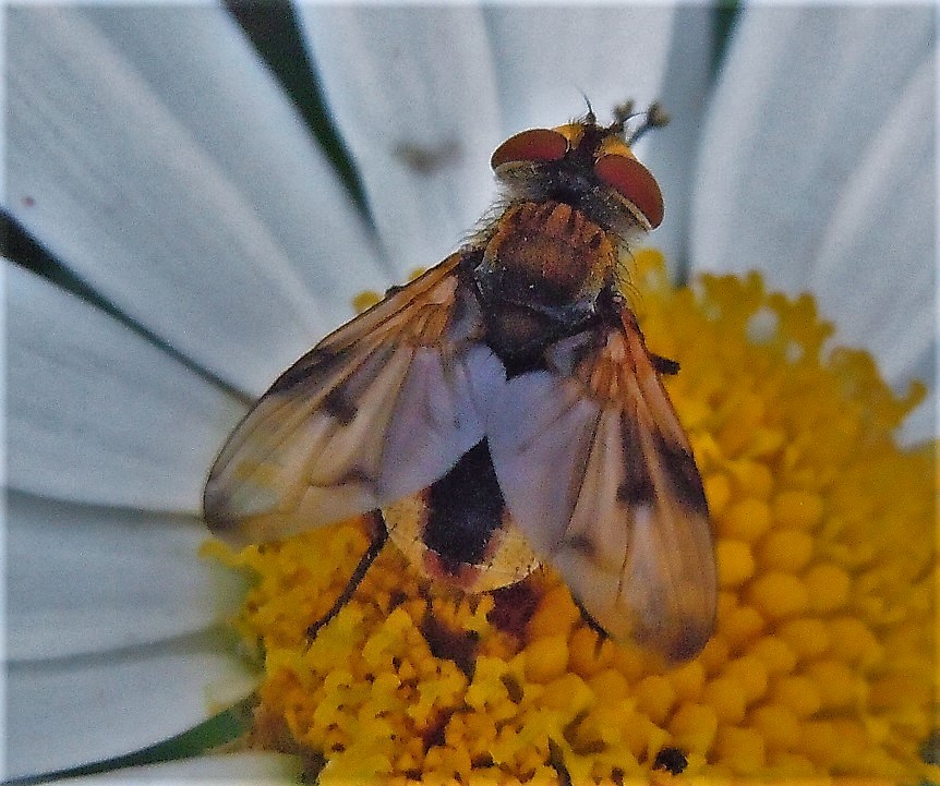 Ectophasia crassipennis? Si, maschio