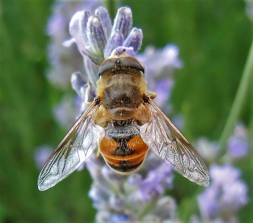 Eristalis tenax maschio?  S !