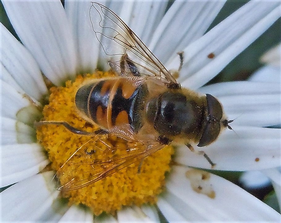 Eristalis tenax maschio?  S !