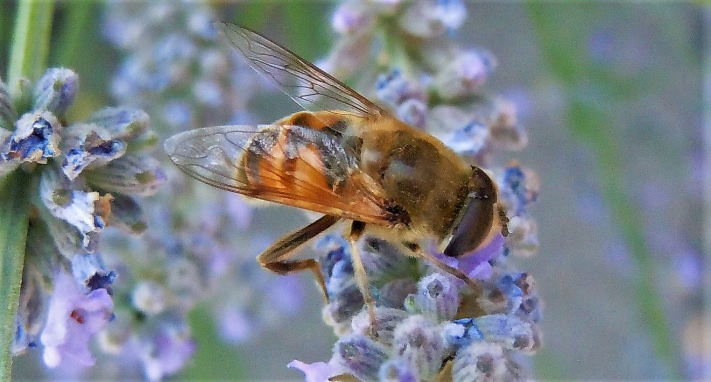 Eristalis tenax maschio?  S !